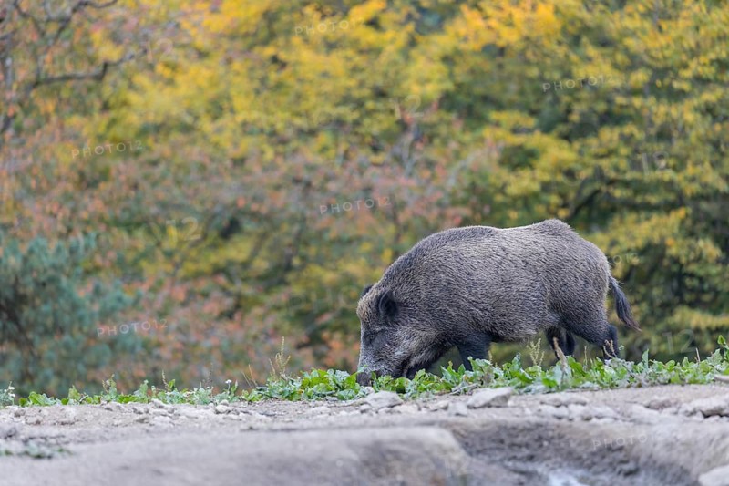 One wild boar or wild pig (Sus scrofa), walking over an opening searching for food, with an autumnal colored forest in the background