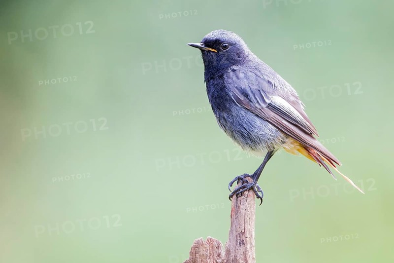 Black Redstart (Phoenicurus ochruros) male, Lower Saxony, Germany