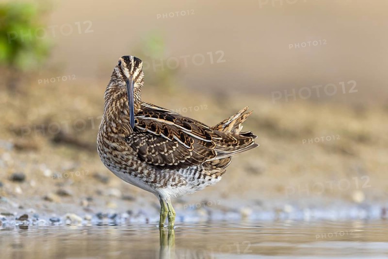 Common Snipe (Gallinago gallinago), North Rhine-Westphalia, Germany
