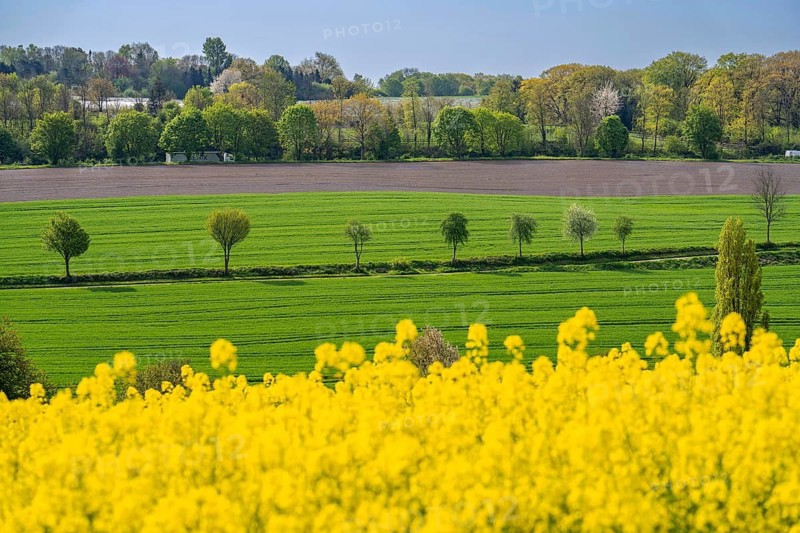 Spring, rape field in bloom, between Rohmbachtal and Rossenbecktal, in Mülheim an der Ruhr, North Rhine-Westphalia, Germany