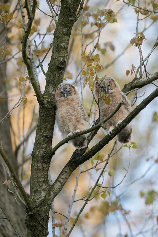 Tawny Owl (Strix aluco) juveniles perched on a branch, North Rhine-Westphalia, Germany