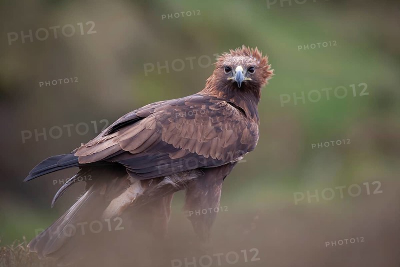 Golden eagle (Aquila chrysaetos) adult bird of prey raptor on a moorland, Scotland, United Kingdom