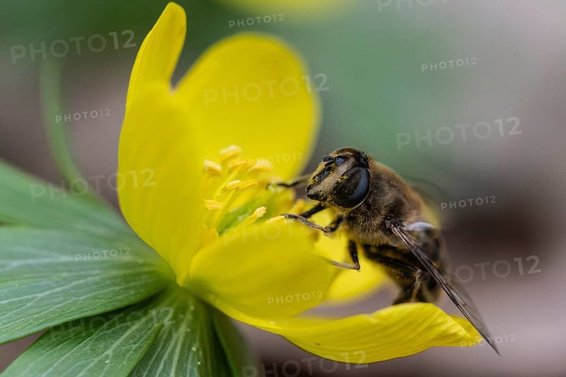 Winter aconite (Eranthis hyemalis) with garden wedge-spotted hoverfly (Eristalis lineata), Emsland, Lower Saxony, Germany