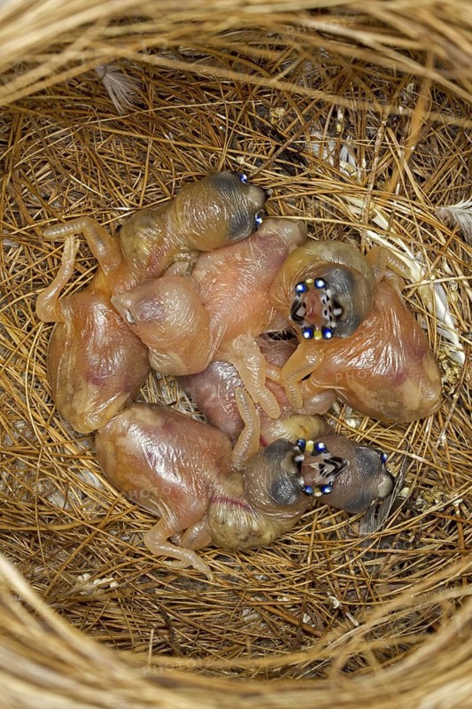 Gouldian Finch (Erythrura gouldiae) juvenile