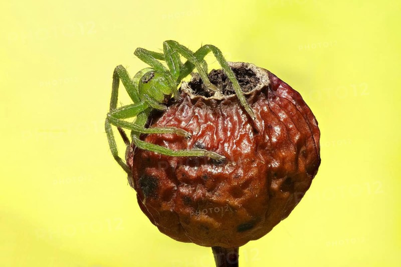 A vivid green spider, Micrommata virescens, rests on a dried berry. The bright yellow background enhances the spider's vibrant color in this macro shot