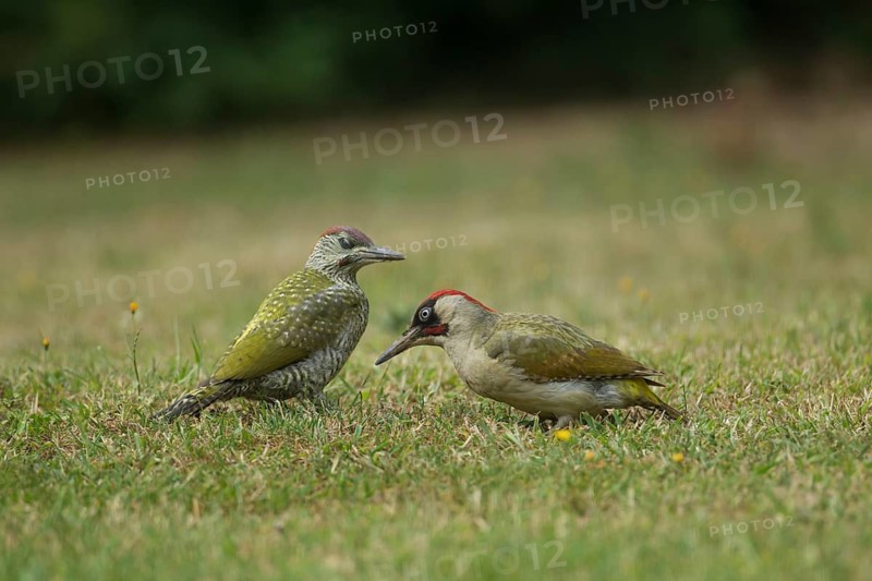 Green woodpecker (Picus viridis) adult bird and juvenile young bird two birds on a garden grass lawn, Norfolk, England, United Kingdom