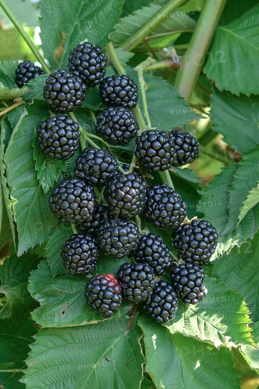 Spikeless blackberry (Rubus fruticosus 'Asterina'),  Germany
