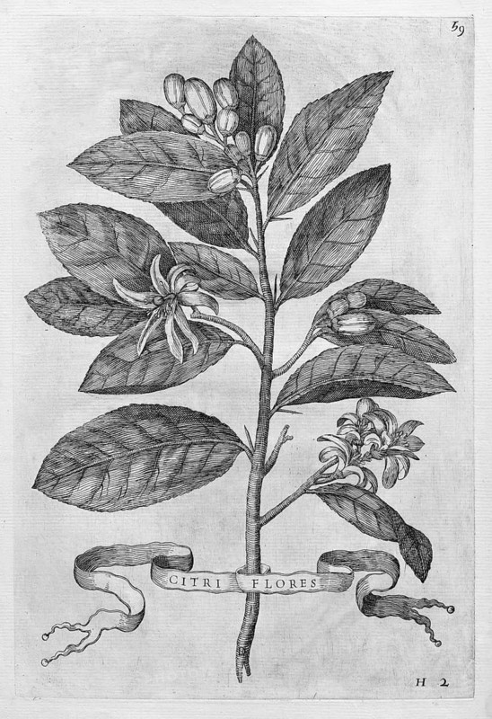Citri Flores, flowering lemon tree, citrus fruit, copperplate engraving from Giovanni Baptista Ferrari Hesperides, Sive, de Malorum Aureorum Cultura et Usu Libri Quatuor, Rome, 1646