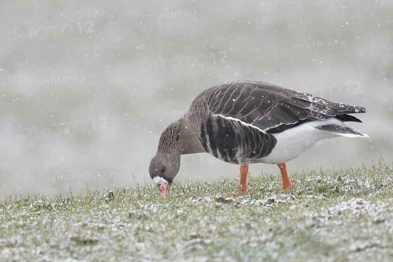Greater White-fronted Goose (Anser albifrons) foraging, North Rhine-Westphalia, Germany