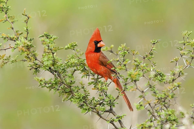Northern Cardinal Cardinalis cardinalis Rio Grande City, Starr County, Texas, United States 30 March Adult Male Cardinalidae