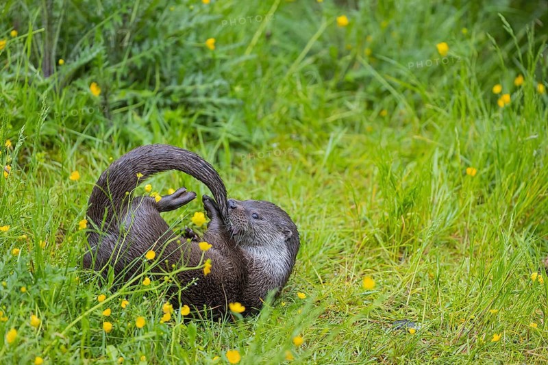 One Eurasian otter (Lutra lutra), playing in green vegetation, trying to catch his own tail. Some yellow flowers (Ranunculus) around