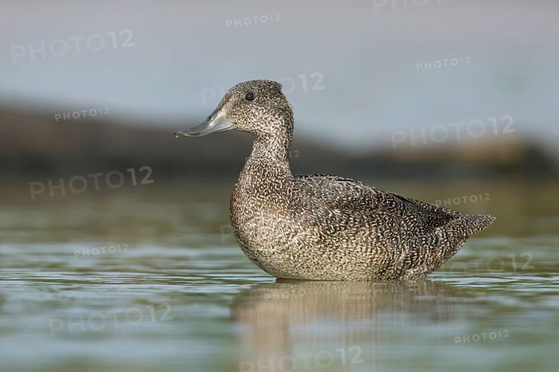 Freckled Duck (Stictonetta naevosa) female, Victoria, Australia