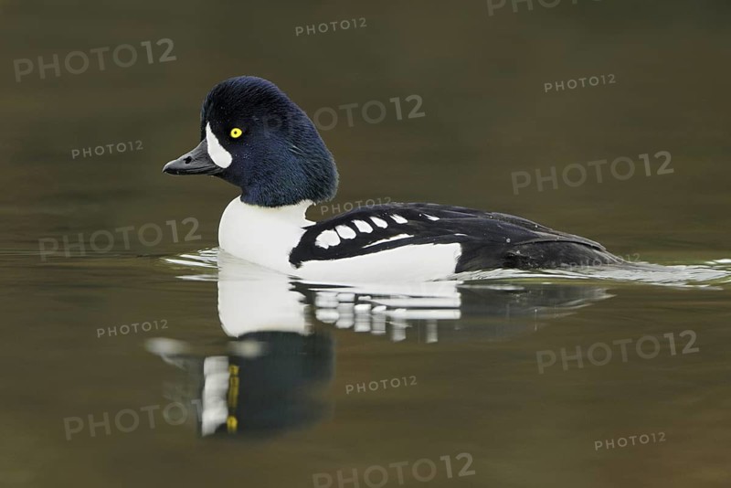 Barrow's Goldeneye (Bucephala islandica) male, British Columbia, Canada