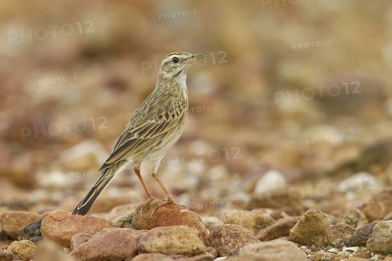 Australian Pipit (Anthus australis), New South Wales, Australia
