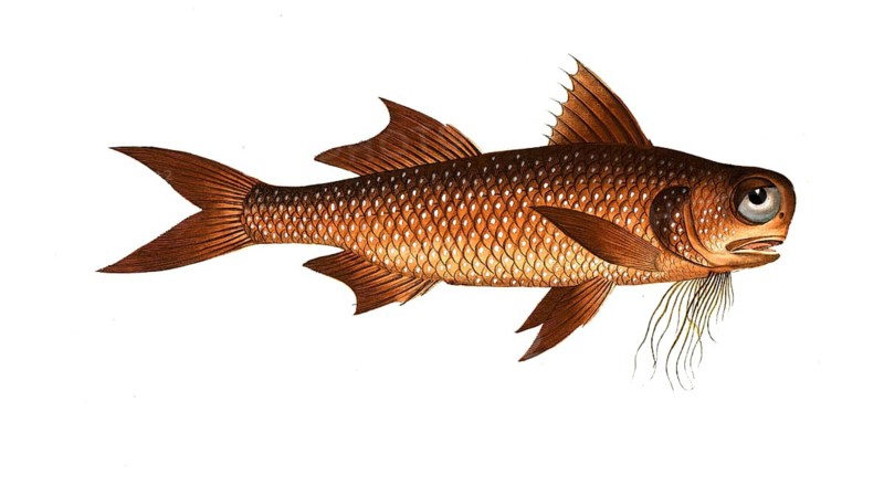 Fish, Fish, genus of threadfins, Polynemus decadactylus, the Flat-Nose, Historical, digitally restored reproduction from a 19th century original, Record date not stated
