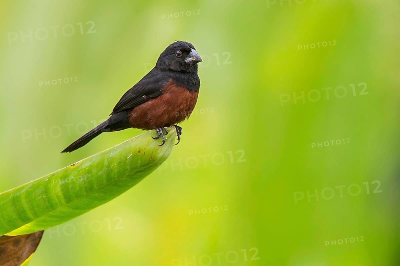 Chestnut-bellied Seed Finch (Oryzoborus angolensis) perched on a branch in Manu National Park, Peru