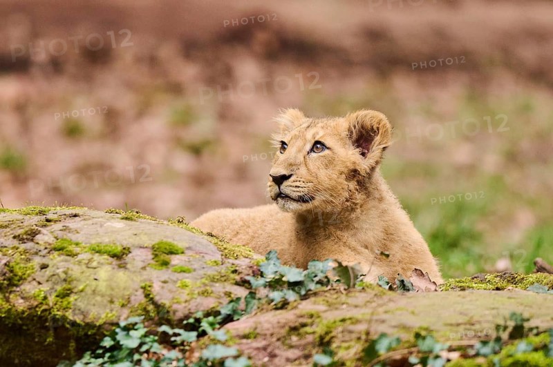 Asiatic lion (Panthera leo persica) cub lying on the ground, captive