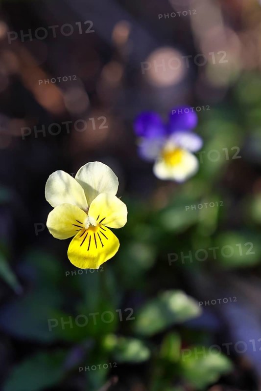 Field pansy (Viola arvensis), wild pansy (Viola tricolor), yellow flower, early bloomer, spring, Wilnsdorf, North Rhine-Westphalia, Germany