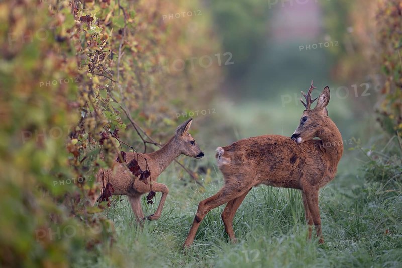 European roe deer (Capreolus capreolus) with fawn in autumn leavesWittlich, Rhineland-Palatinate, Germany