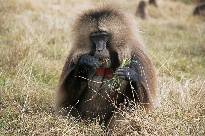 Africa, Ethiopia, Jelada, monkey, baboon, Theropithecus gelada, blood-breasted baboon, Ethiopia