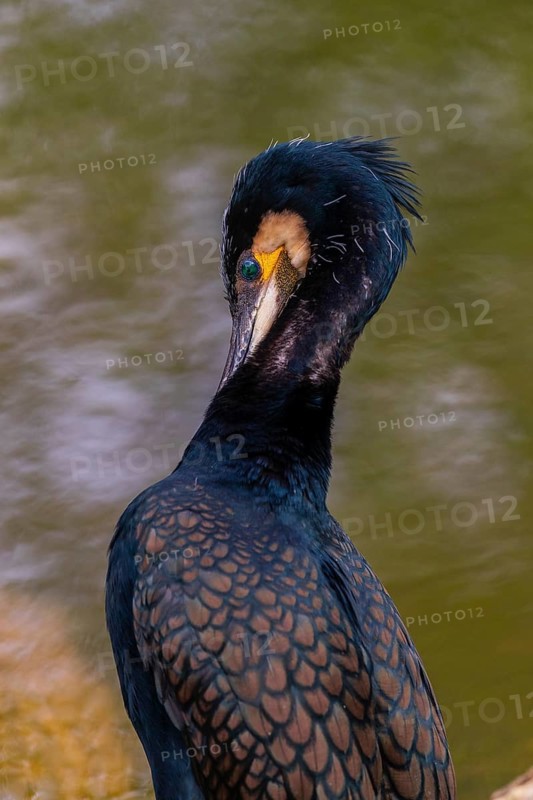 Great cormorant, Phalacrocorax carbo, sits on a branch