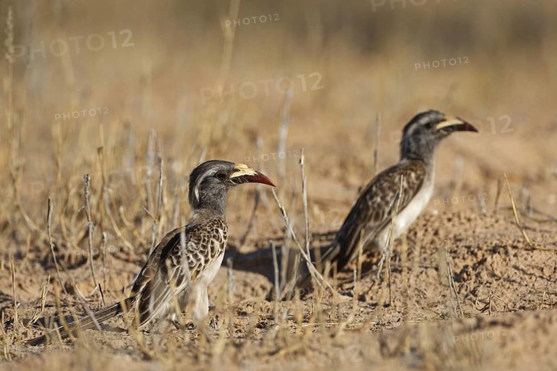 African Grey Hornbill (Lophoceros nasutus), Northern Cape, South Africa