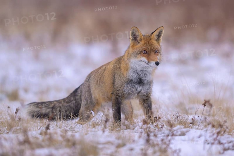 Red fox (Vulpes vulpes), foraging in a meadow covered with snow, biosphere reserve, Swabian Alb, Baden-Württemberg, Germany