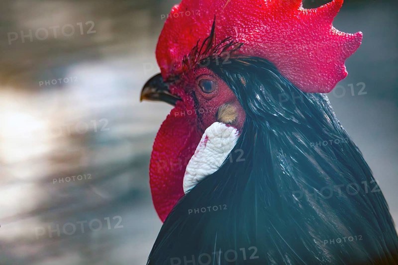 Close-up of a cockerel