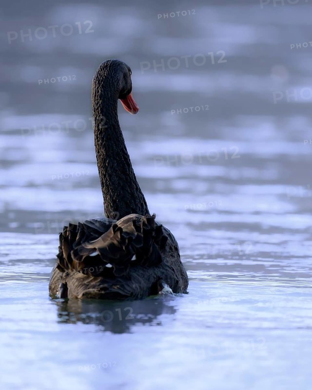 Black swan (Cygnus atratus) Mourning swan, red beak, close-up, swimming away, on the water, Herdecke, North Rhine-Westphalia, Germany
