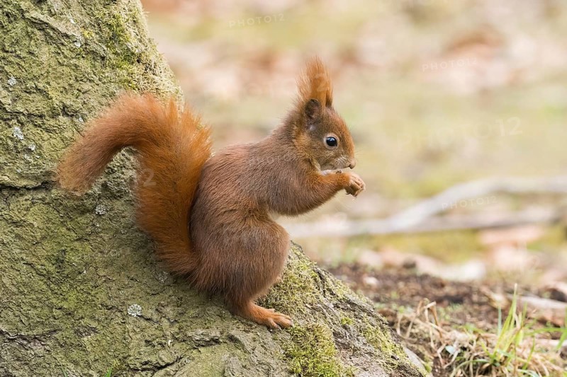 Squirrel (Sciurus vulgaris) looking at surroundings on tree trunk in spring forest, Hesse, Germany