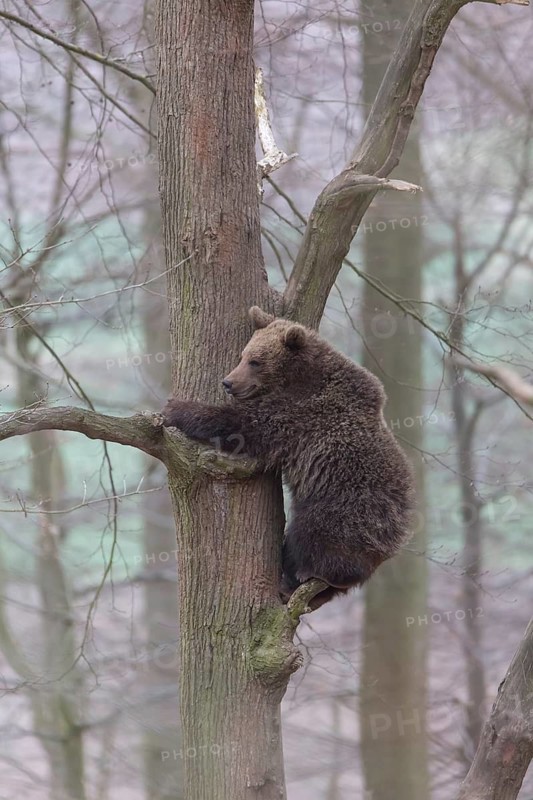 Young eurasian brown bear (Ursus arctos arctos)climbing down a tree in winter