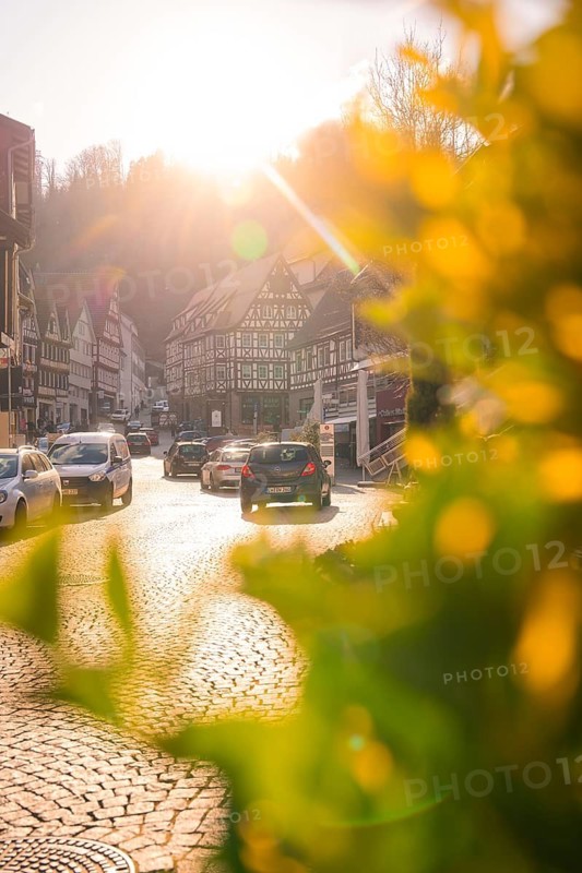 Town street with half-timbered houses in the sunset light, cars on cobblestones, yellow leaves in the foreground, Calw in spring, Black Forest, Germany