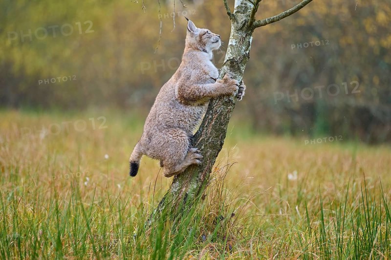 Eurasian lynx (Lynx lynx), climbing on birch tree