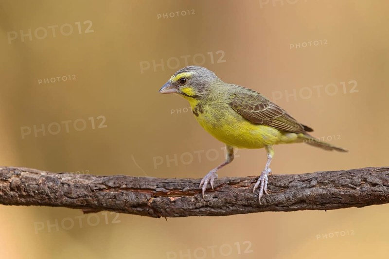 Mozambique Canary, Crithagra mozambica, Serinus mozambicus, Yellow-fronted Canary, Serin du Mozambique, Tendaba camp / Tendaba photo hid, Kwinella, South Bank, Gambia