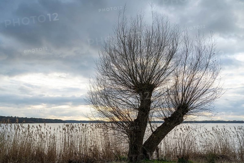 Evening mood at Lake Müritz, reeds and willow on the shore, clouds in the sky, Waren, Müritz, Mecklenburg Lake District, Mecklenburg-Vorpommern, Germany