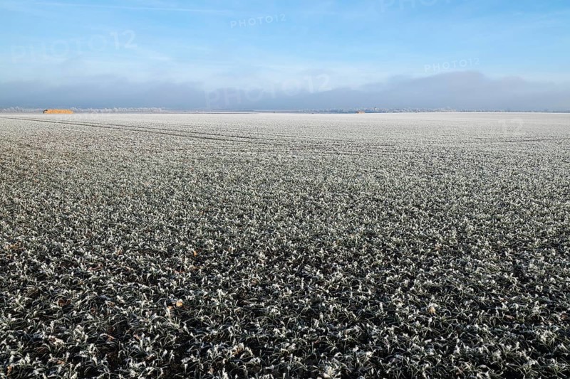 Field, field with hoarfrost, blue sky, Thuringia, Germany