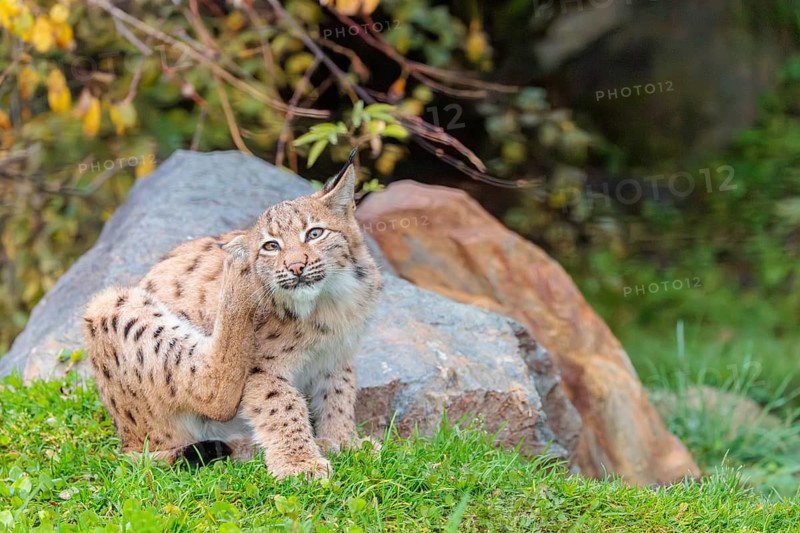 A young Eurasian lynx (Lynx lynx) in a green meadow and scratches his head with his hind leg