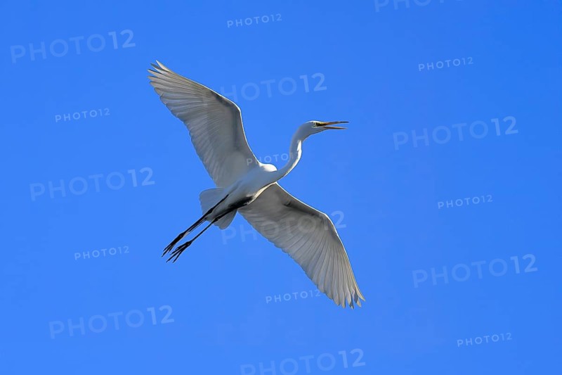 Great Egret (Ardea alba), adult, flying, calling, St. Augustine, Florida, USA, North America