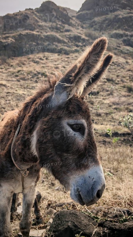 Close-up of a donkey (asinus) in a quiet, mountainous landscape, Cabo Verde, Santo Antao, Cape Verde, Cape Verde