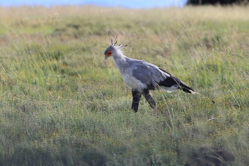 Secretary (Sagittarius serpentarius), adult, foraging, alert, Mountain Zebra National Park, Eastern Cape, Eastern Cape, South Africa