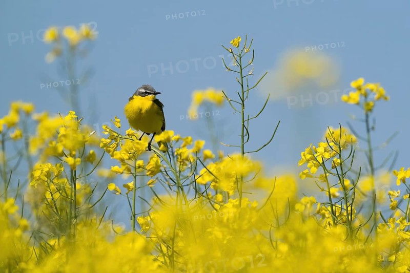 A grey wagtail (Motacilla f. flava) sitting on a flowering branch in the middle of a rape field, Hesse, Germany