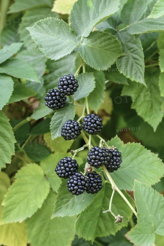 Thornless blackberry (Rubus fruticosus 'Chester Thornless'), Bundessortenamt, testing centre Wurzen, Wurzen, Saxony, Germany