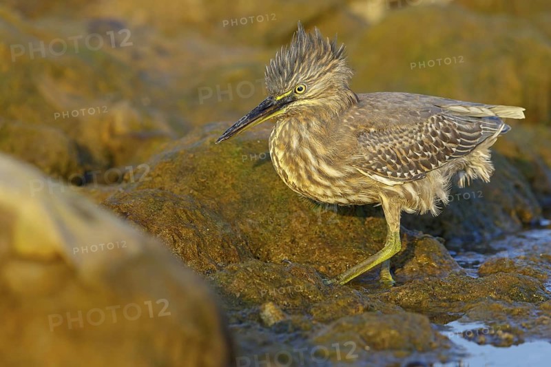 Animals, birds, heron, mangrove heron, (Butorides striatus), foraging in biotope, Quarayyat, Muscat, Muscat, Oman