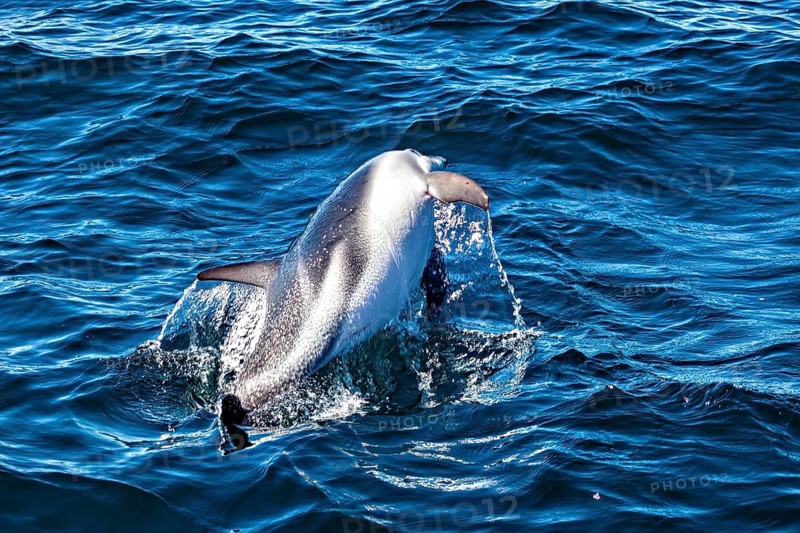 A dolphin dynamically jumps out of the water and creates splashes, The Clymene dolphin (Stenella clymene) near Puerto Madryn in Argentina
