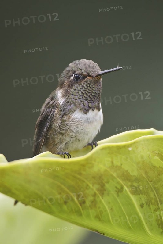 Volcano Hummingbird (Selasphorus flammula), Costa Rica