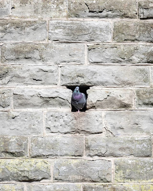 A city pigeon (Columba livia domestica) sits in a niche in a wall, a favourite nesting place for this bird species, originally descended from the rock pigeon, Baden-Württemberg, Germany