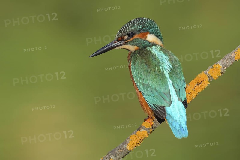 Common Kingfisher (Alcedo atthis) male, Andalusia, Spain