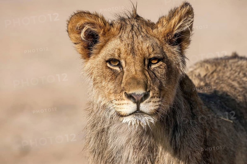 African lion. Cub, portrait, (Panthera leo vernayi), South Africa