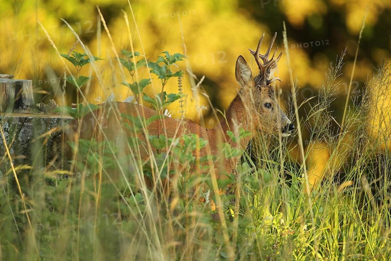 European roe deer (Capreolus capreolus) buck in evening light, Lower Austria, Austria