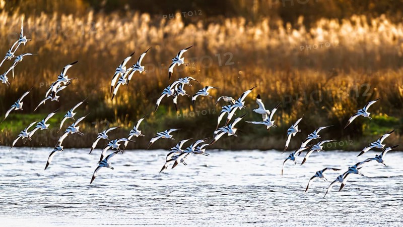 Pied Avocet, Recurvirostra avosetta, birds in flight over winter marshes, Devon, England, United Kingdom